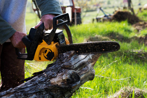 How Our Tree Care Process Works  in  Baxter Village, SC